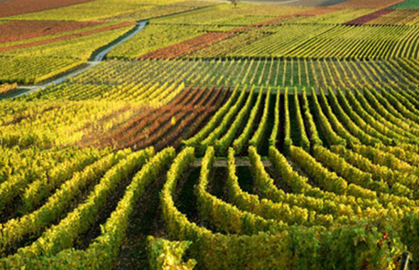 Prestations Complémentaires Visite Châteaux Vins